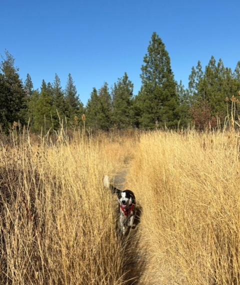 Dog running through tall grass