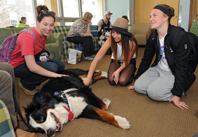A group of students pet therapy dogs on a college campus