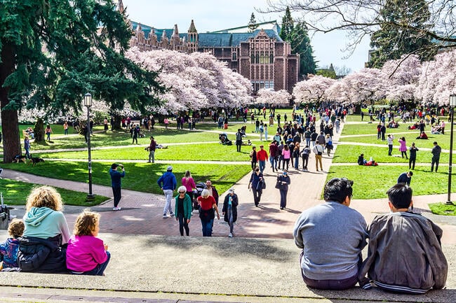 University of Washington quad with cherry trees in full bloom