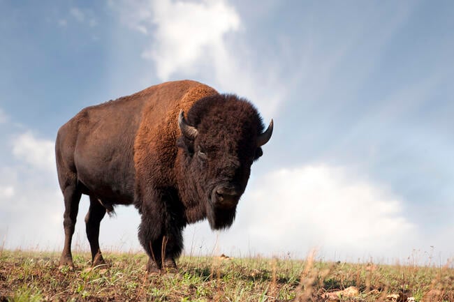 A photograph of a buffalo taken from a low perspective against a rural landscape.