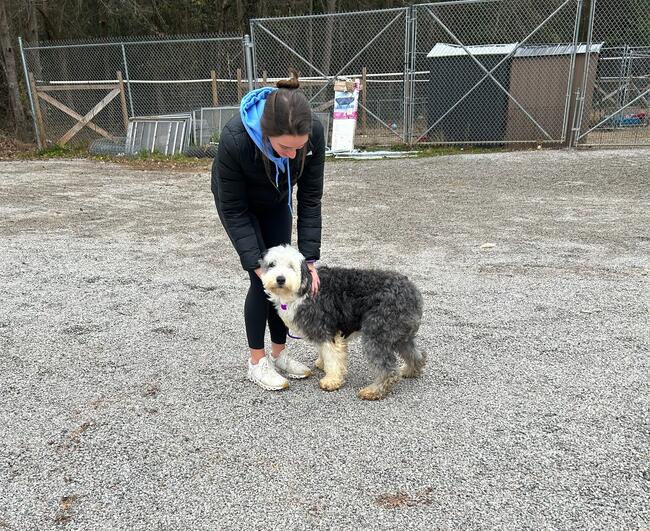 A student leans down to pet a shaggy sheepdog