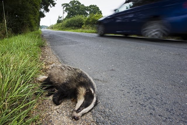 RoadKill