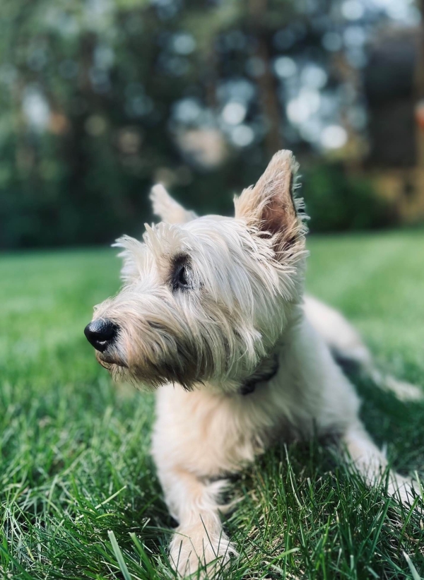 Bailey