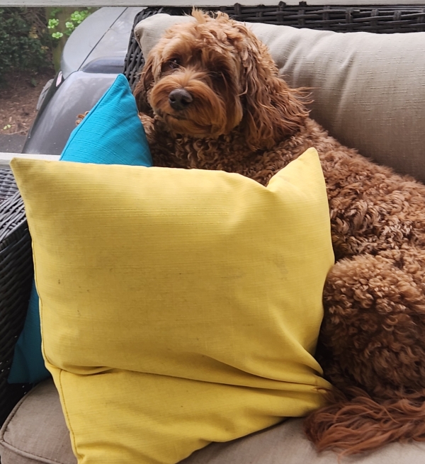 photo of dog on porch