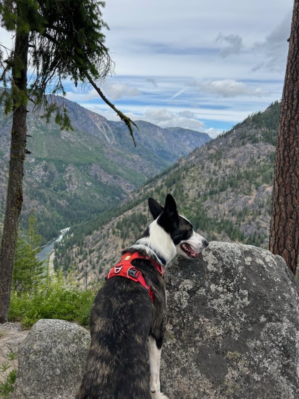 Harry Icicle ridge