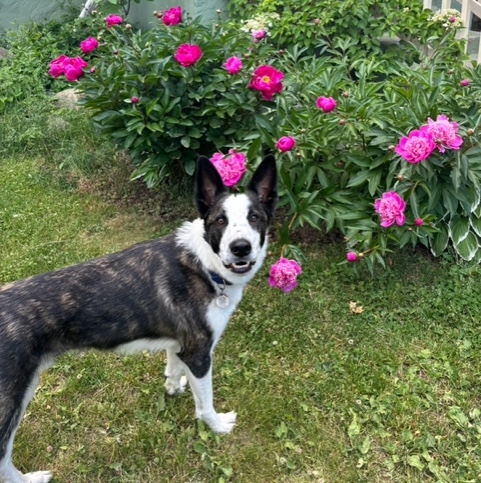 Harry peonies