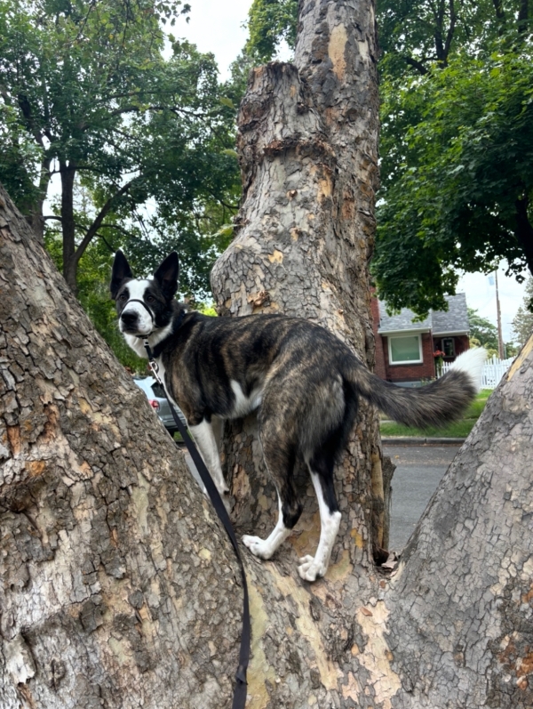 Image of a dog climbing a tree