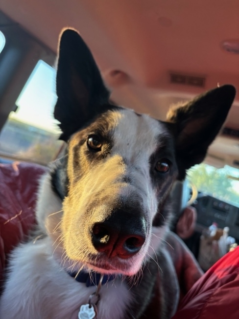 Photo of dog in car
