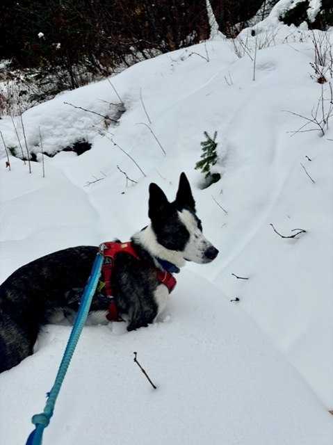 Image of dog in deep snow