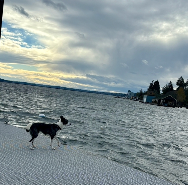 Image of dog near lake