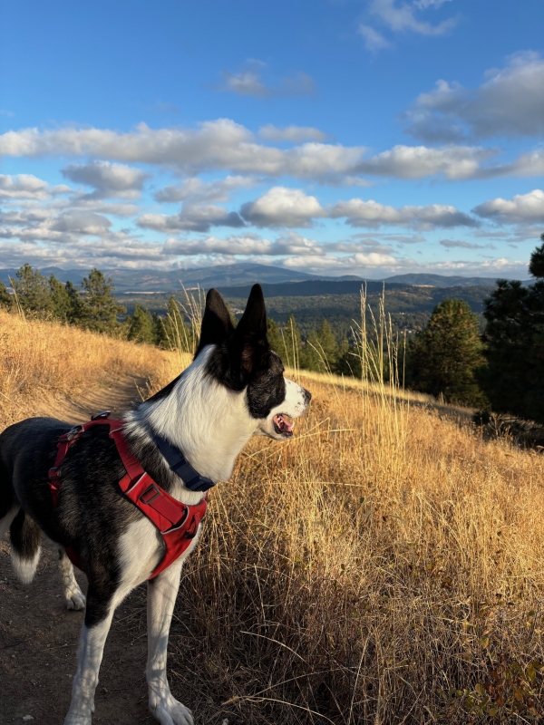 Photo of dog gazing at field
