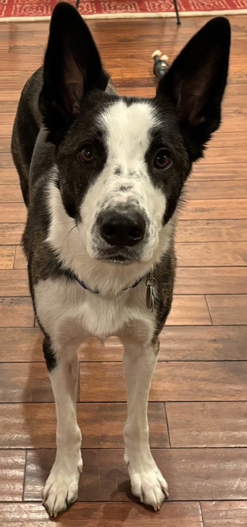 Harry, a black and white dog with magnificent ears