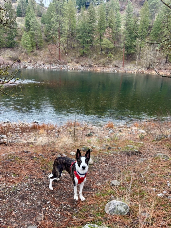 Image of dog by river
