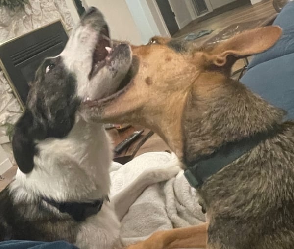 Photo of dogs playing