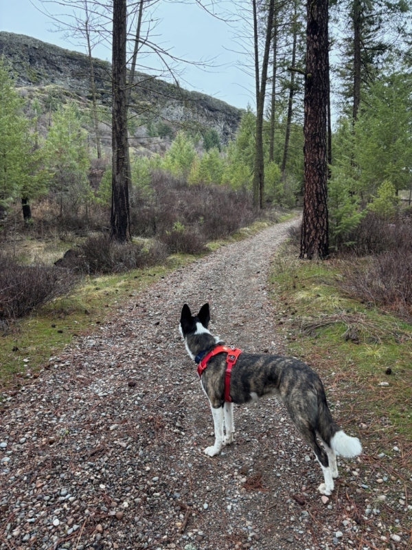 Photo of Dog