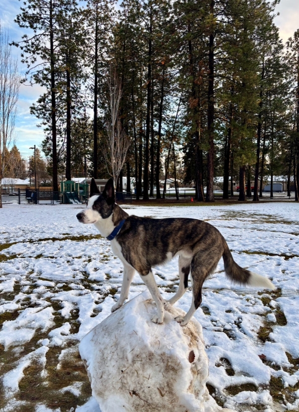 Photo of a dog standing on a large ball of snow