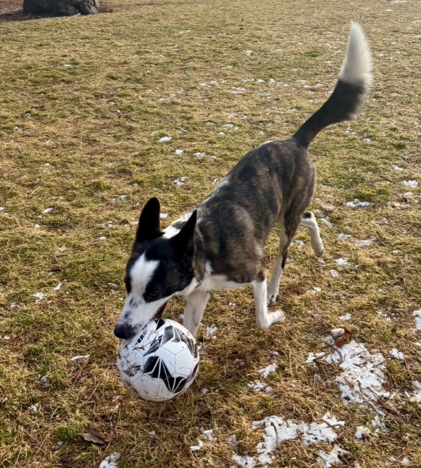 photo of a dog with a ball