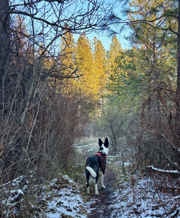 photo of a dog