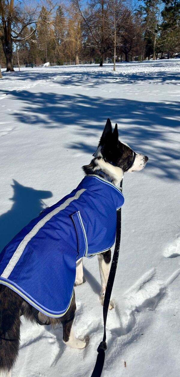 photo of black dog in the snow wearing a blue coat