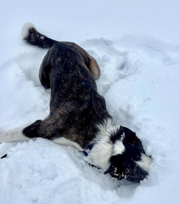 Photo of dog in snow