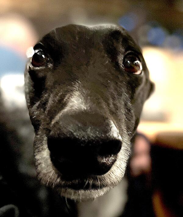 A photo of Neville, the greyhound