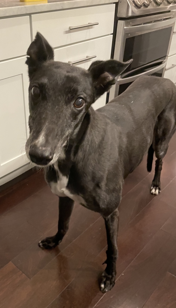 Neville the dog, a black greyhound, looks at the camera in front of a white cabinet