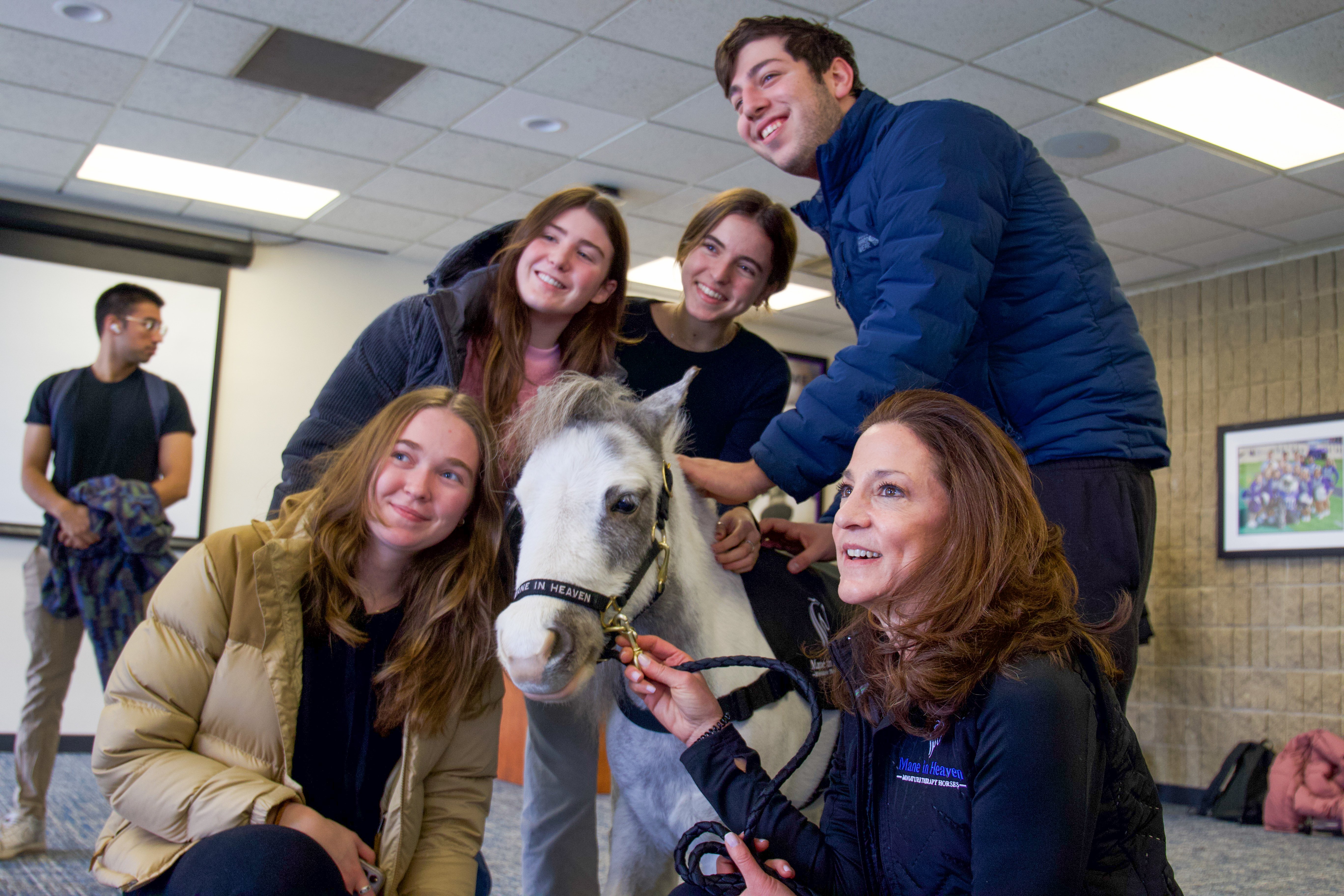 Northwestern students pose with a mini therapy horse at the student union.