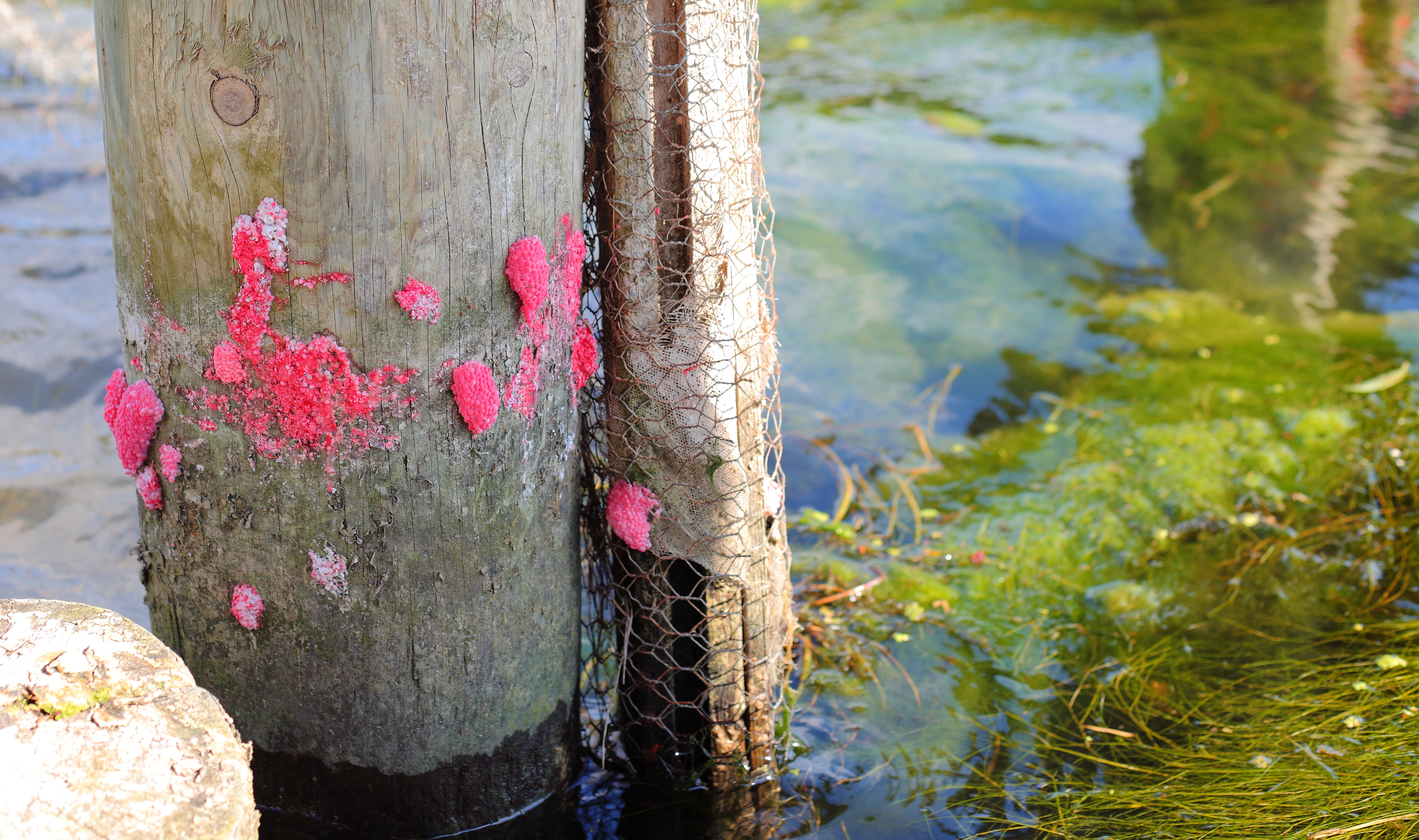 Bright pink apple snail eggs on a wooden post in standing water