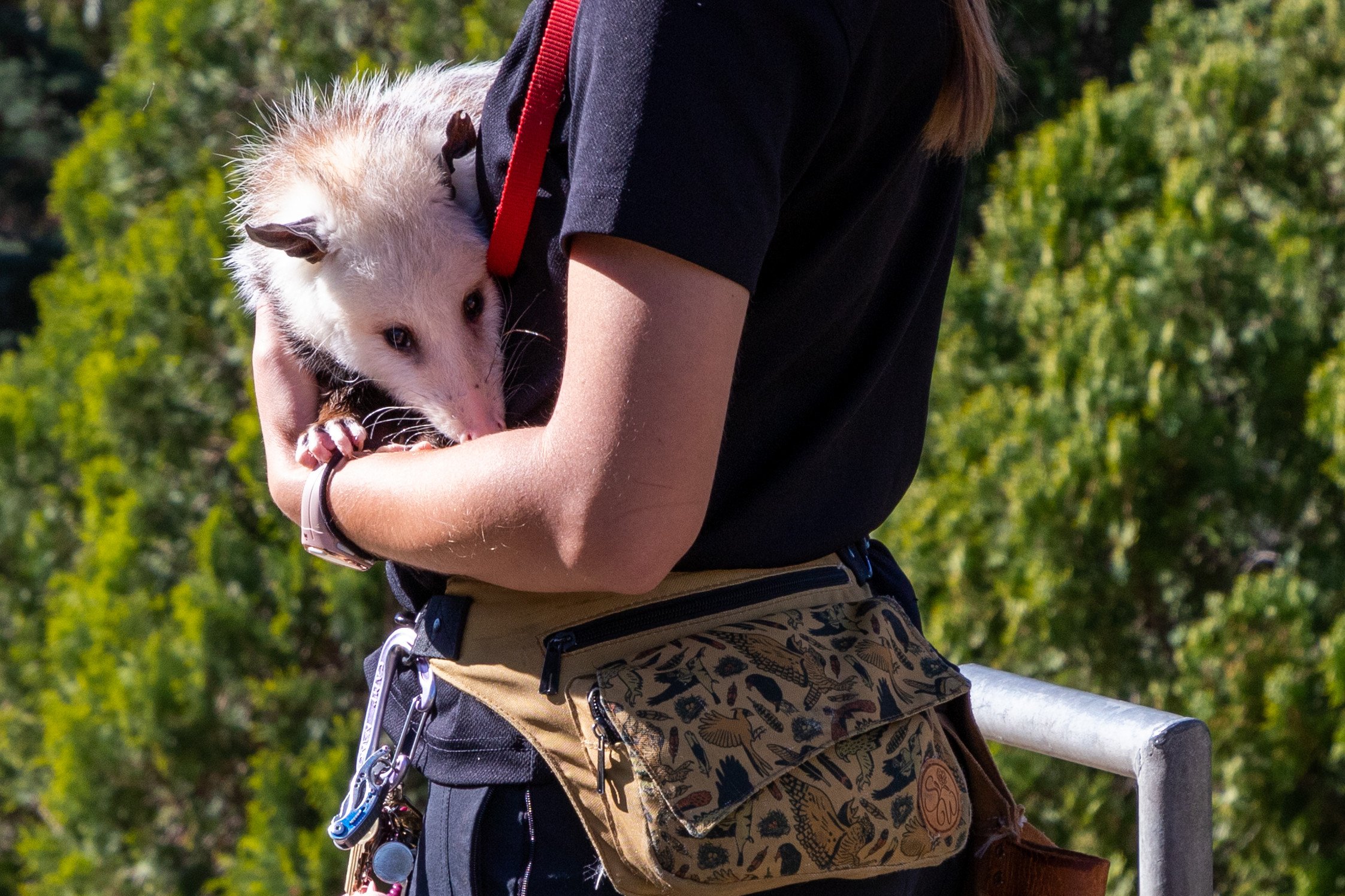 A woman wearing a satchel around her waist holds a white-faced opossum in her arms.