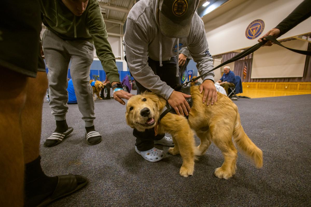 A man in a Boston Bruins baseball cap is bending over to pet Bear, a golden retriever wearing a working dog's harness. Bear is smiling, and clearly, he loves his job.