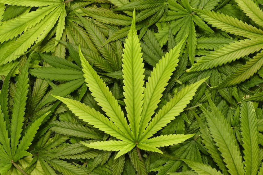 benefits of medical marijuanas essay history of marijuana essay