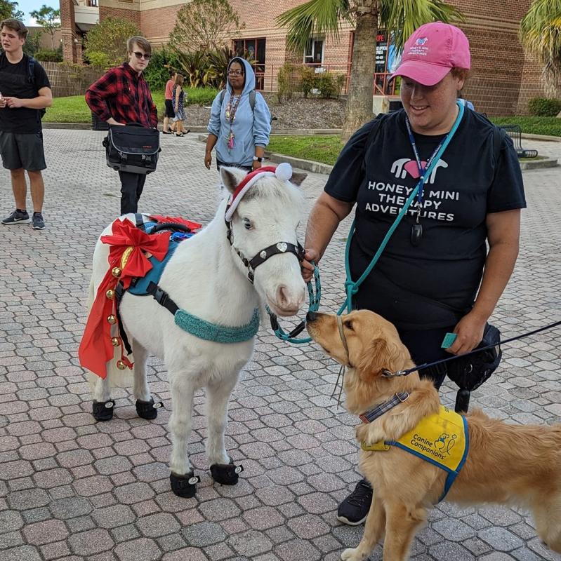 A white mini horse hangs out with a therapy-providing golden retriever on the University of Central Florida campus.