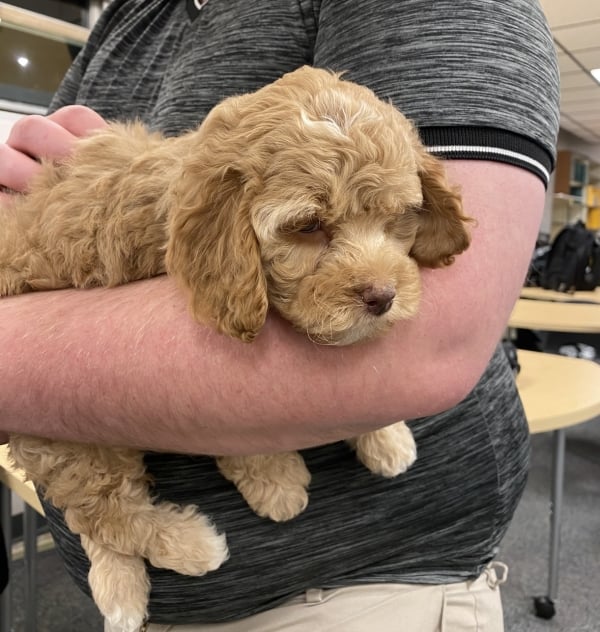 A student in a black shirt holds a sleepy puppy